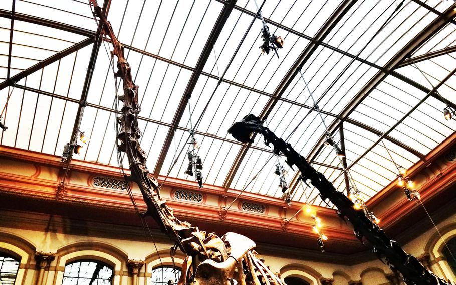 largest dinosaur skeleton